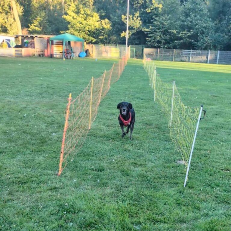 Hunderennen 2026